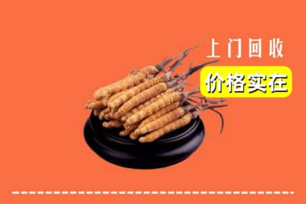 东莞市东坑镇回收冬虫夏草